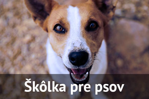 Škôlka pre psov