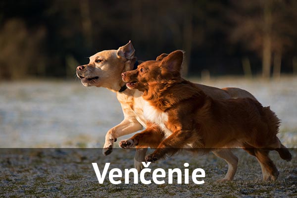 Venčenie psov